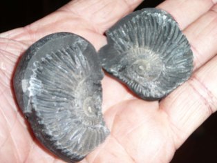Ammonitfossiler fra elvegrusen/Dag Norling