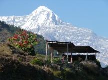 Hiunchuli i Annapurnamassivet/Dag Norling